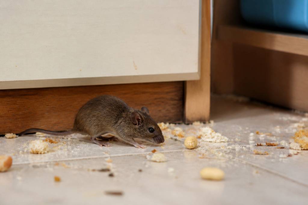 Qu est ce qui attire les souris dans une maison ?