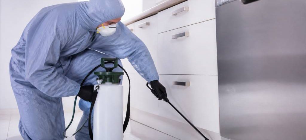 Entreprise anti cafards : dératisation professionnelle pour rats et souris dans le Rhône, l’Isère et l’Ain