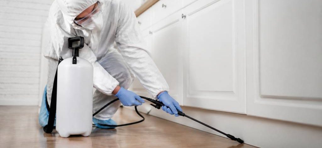 Tarif deratisation maison : combien coûte une intervention de dératisation par un professionnel ?