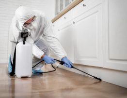 Tarif deratisation maison : combien coûte une intervention de dératisation par un professionnel ?
