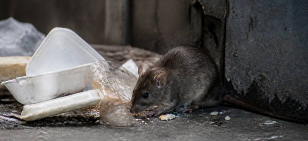 Qu est ce qui attire les rats