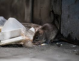 Qu est ce qui attire les rats