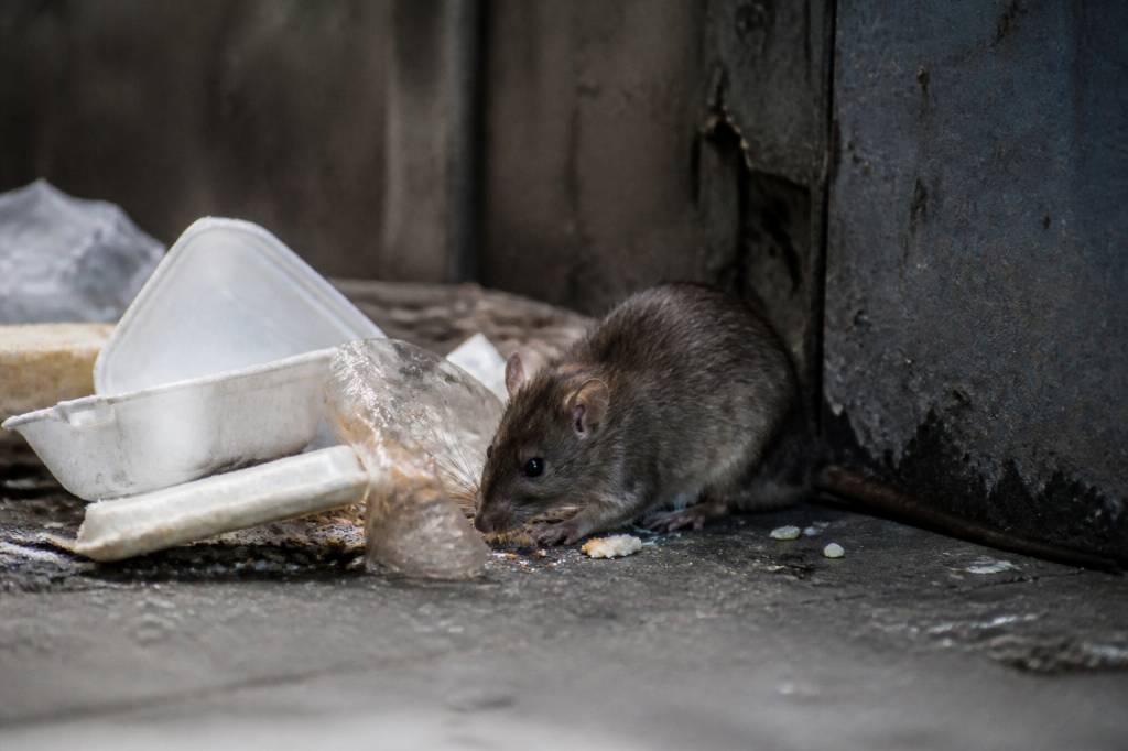 Qu est ce qui attire les rats
