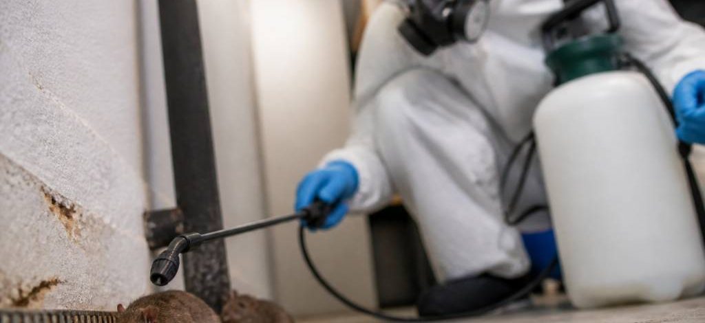 Contrat de dératisation : pourquoi faire appel à un professionnel dans le Rhône, l’Isère et l’Ain