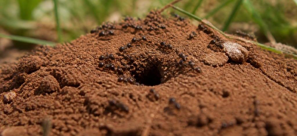 À quoi ressemble un nid de fourmis