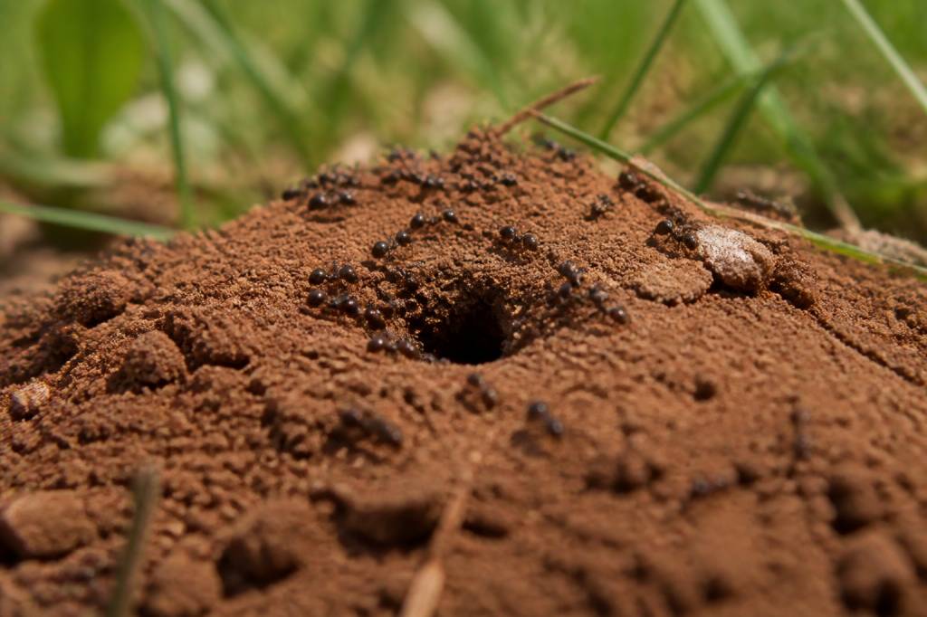 À quoi ressemble un nid de fourmis