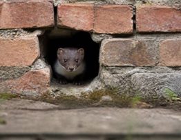 Trou de fouine : comment identifier et boucher une entrée de fouine dans votre maison