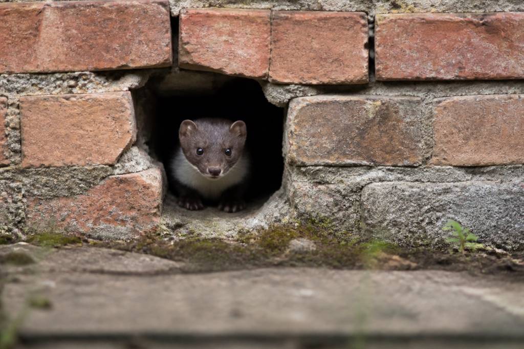 Trou de fouine : comment identifier et boucher une entrée de fouine dans votre maison