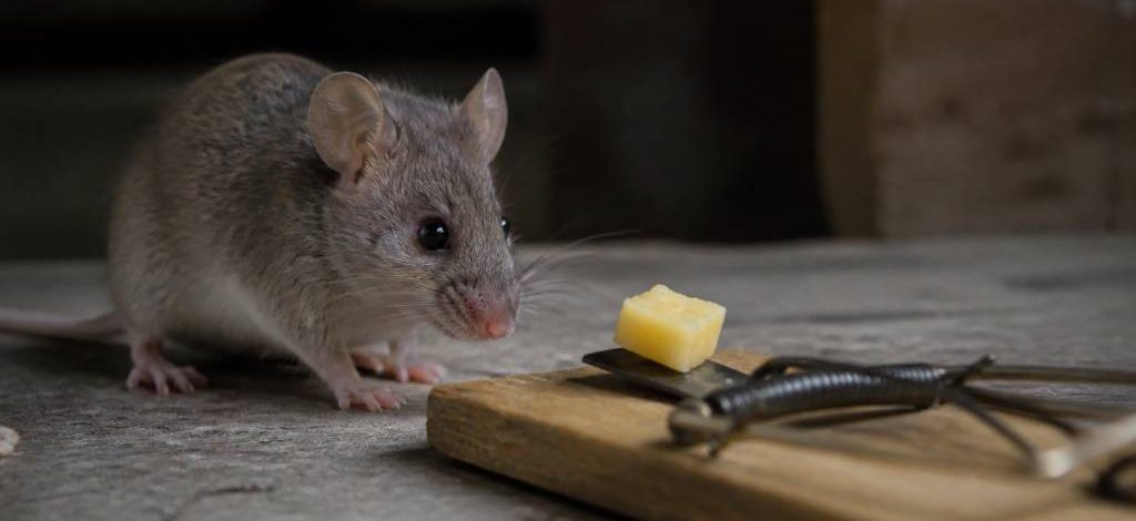 Quel aliment pour attraper une souris ? conseils d’un dératiseur professionnel en Rhône-Alpes