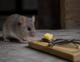 Quel aliment pour attraper une souris ? conseils d’un dératiseur professionnel en Rhône-Alpes
