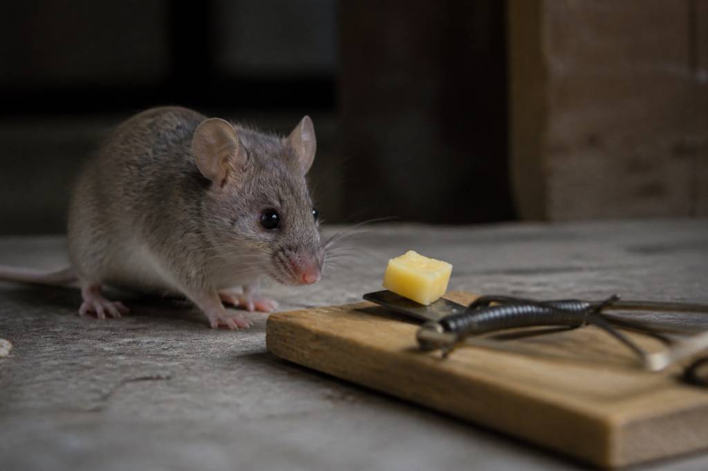 Quel aliment pour attraper une souris ? conseils d’un dératiseur professionnel en Rhône-Alpes