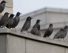 Étourneaux nuisibles : comment un dératiseur professionnel protège votre entreprise dans le Rhône, l’Isère et l’Ain