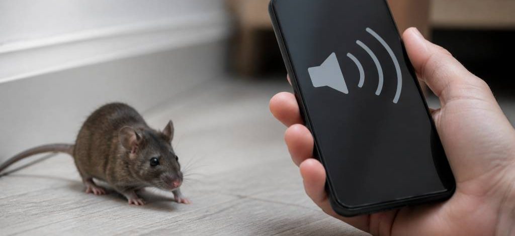 Ultrason souris sur téléphone : une solution efficace pour éloigner les souris ?
