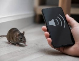 Ultrason souris sur téléphone : une solution efficace pour éloigner les souris ?