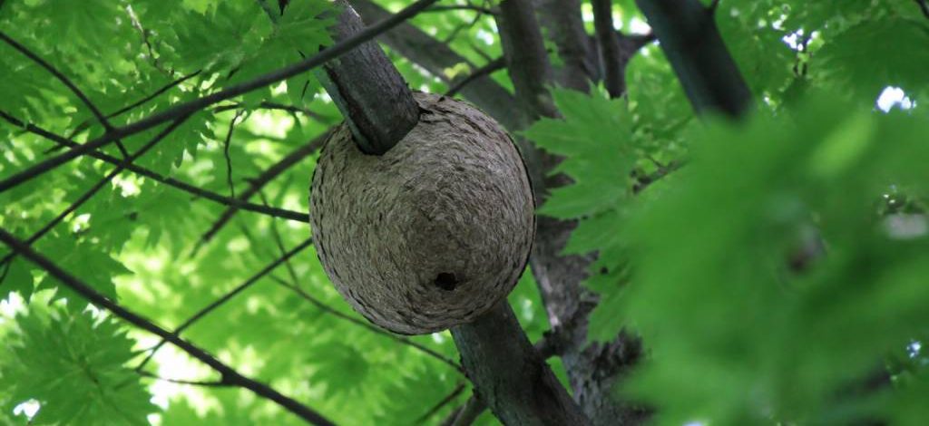 Nid de frelon dans un arbre : que faire et quand contacter un professionnel ?