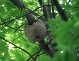 Nid de frelon dans un arbre : que faire et quand contacter un professionnel ?