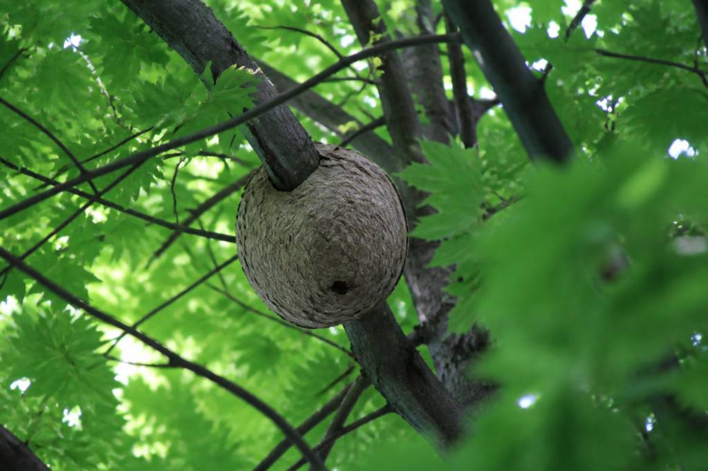 Nid de frelon dans un arbre : que faire et quand contacter un professionnel ?