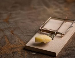 Que mettre sur piège à souris : les appâts efficaces recommandés par un dératiseur professionnel