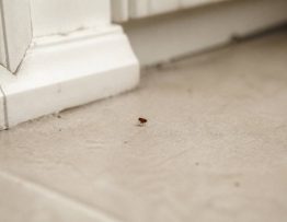 Puce de maison sans animaux : l’expertise d’un professionnel de la dératisation dans le Rhône, l’Isère et l’Ain