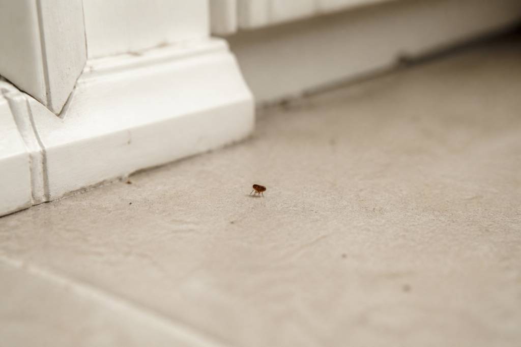 Puce de maison sans animaux : l’expertise d’un professionnel de la dératisation dans le Rhône, l’Isère et l’Ain