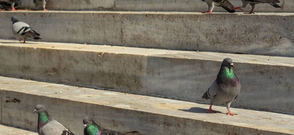 Dépigeonnage à paris : les risques sanitaires liés aux pigeons