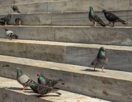 Dépigeonnage à paris : les risques sanitaires liés aux pigeons