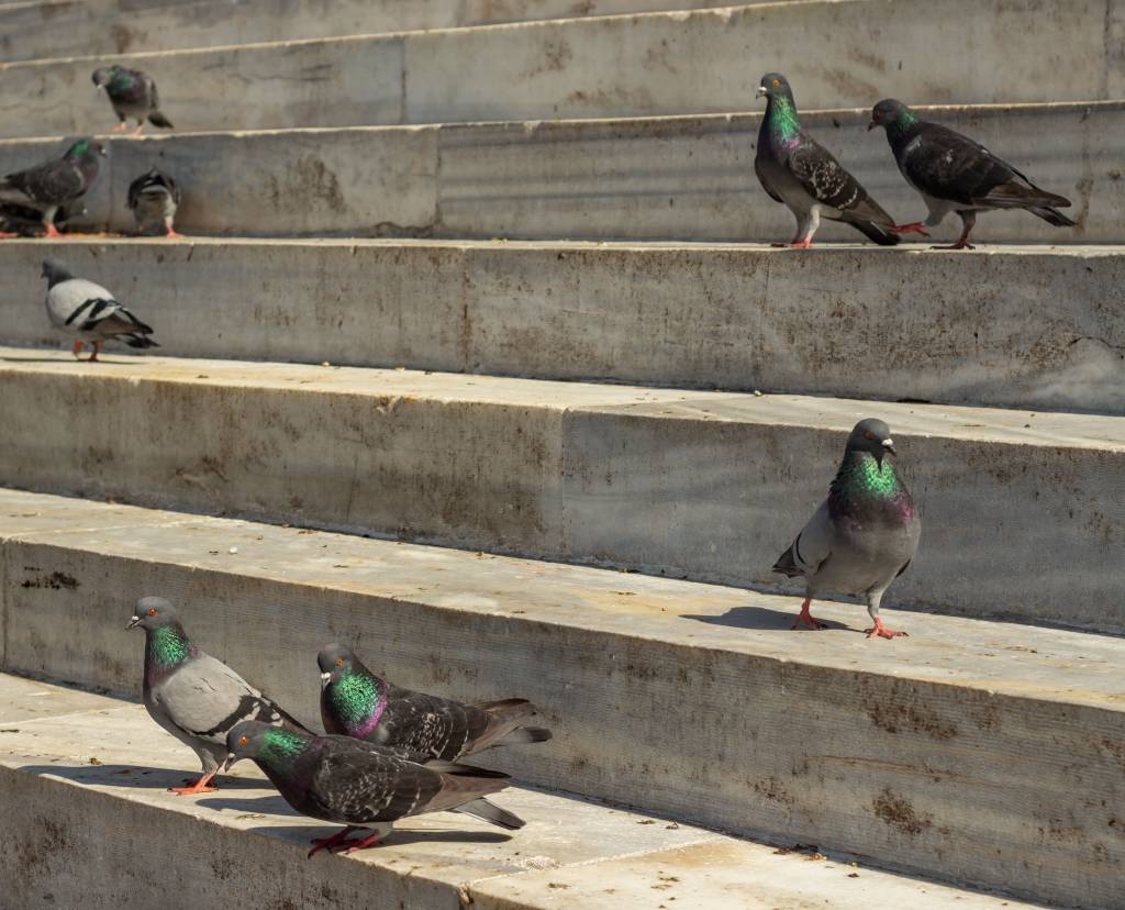 Dépigeonnage à paris : les risques sanitaires liés aux pigeons