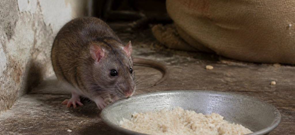 Appât pour rat fait maison : est-il vraiment efficace contre les rats ?