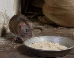 Appât pour rat fait maison : est-il vraiment efficace contre les rats ?