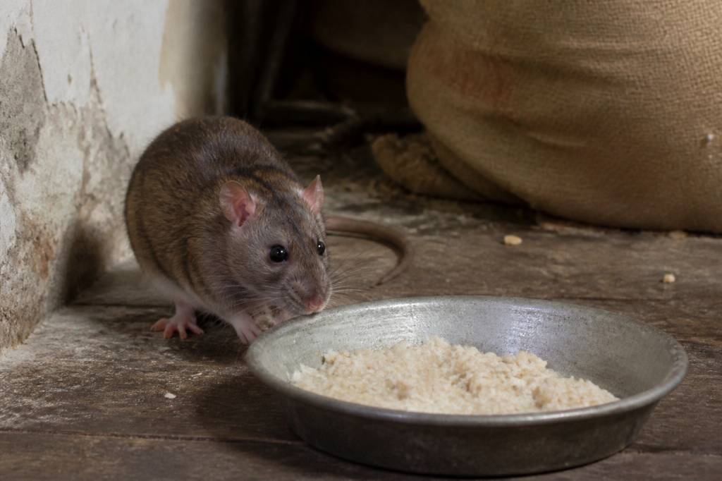 Appât pour rat fait maison : est-il vraiment efficace contre les rats ?