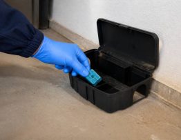 Appâtage contre les rats : méthodes de dératisation par un dératiseur professionnel dans le rhône, l’isère et l’ain