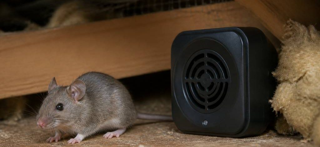 Son pour faire fuir les souris : efficacité et solutions professionnelles de dératisation en Rhône, Isère et Ain