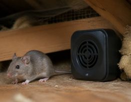 Son pour faire fuir les souris : efficacité et solutions professionnelles de dératisation en Rhône, Isère et Ain