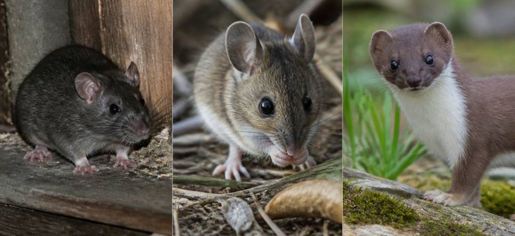 Espèce nuisible : comment identifier et traiter les rats, souris et fouines dans le Rhône, l’Isère et l’Ain