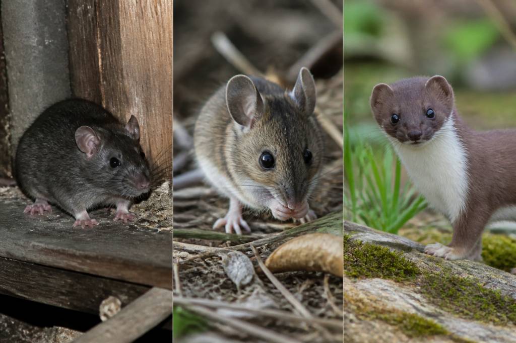 Espèce nuisible : comment identifier et traiter les rats, souris et fouines dans le Rhône, l’Isère et l’Ain